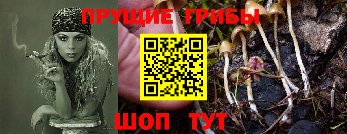 Псилоцибиновые грибы Psilocybe Медногорск